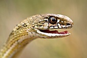 Montpelier Snake Malpolon monspessulanum