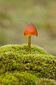 Witch´s hat, Conical wax cap or Conical slimy cap Hygrocybe conica