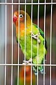 Pet Lovebirds at a local pet store The Fischer´s Lovebird Agapornis fischeri is a small parrot species of the Lovebird genus  Fischer´s Lovebird are native to a small area of east-central Africa, south and southeast of Lake Victoria in northern Tanzania