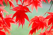 Atmospheric and Dreamy Red Maple Tree, Rich and Abundant