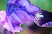 Zeitgenössische, frei fließende blaue Iris