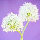 Beautiful Mount Everest Alliums in a Soft Contemporary Style