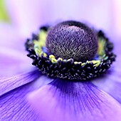 Soft and Romantic Purple Anemone Flower Head
