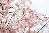 Gorgeous Prunus Pendula Stellata, the Spring Cherry