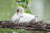 Mute Swan Cygnus olor, parent bird at nest with two cygnets, Germany