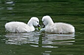 Mute Swan Cygnus olor, two cygnets swimming on lake feeding, Germany