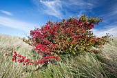 Hawthorn Crataegus monogyna, bush with red berries, autumn, Northumberland, England