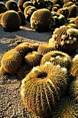 Asiento de suegra, Echinocactus grusonii, Jardines Mossèn Costa i Llobera, Montjuïc, Barcelona, Catalunya, España