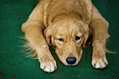 labrador retriever