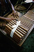 Havana, Cuba  Handrolling cigars at the Real Fabrica de Tabacos Partagas  Partagas cigar factory