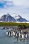 King penguin Aptenodytes patagonicus breeding and nesting colony at Salisbury Plains, Bay of Isles on South Georgia Island, Southern Ocean  MORE INFO The king penguin is the second largest species of penguin at about 90 cm 3 ft tall and weighing 11 to 16