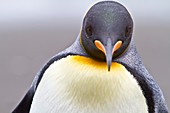 King penguin head detail Aptenodytes patagonicus breeding and nesting colony Fortuna Bay on South Georgia Island, Southern Ocean  MORE INFO The king penguin is the second largest species of penguin at about 90 cm 3 ft tall and weighing 11 to 16 kg 24 to 3