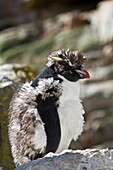 Adult southern rockhopper penguin Eudyptes chrysocome chrysocome at breeding and molting colony on New Island in the Falkland Islands, South Atlantic Ocean  MORE INFO The Southern Rockhopper Penguin is classified as Vulnerable species by the IUCN