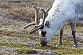 Adult Svalbard reindeer Rangifer tarandus platyrhynchus grazing within the town limits of Longyearbyen on Spitsbergen in the Svalbard Archipelago, Norway  MORE INFO The subspecies R  t  platyrhynchus from Svalbard is very small compared to other subspecie