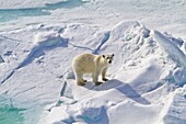 A curious young polar bear Ursus maritimus approaches the National Geographic Explorer along the northwestern coast of Spitsbergen in the Svalbard Archipelago, Norway  MORE INFO The IUCN now lists global warming as the most significant threat to the polar