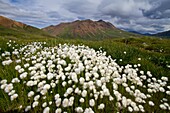 A large stand of Arctic cotton Eriophorum callitrix in Denali National Park, Alsaka, USA  MORE INFO Arctic cotton cottongrass, cottonsedge is an Arctic plant in the Cyperaceae family  This plant is food for migrating snow geese and caribou