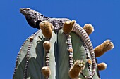 San Esteban spiny-tailed iguana Ctenosaura conspicuosa, an endemic iguana found only on Isla San Esteban in the Gulf of California Sea of Cortez, Mexico  MORE INFO This large iguanid has become specialized in climbing the tall columnar Cardon cactus to fe