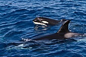 A pod of 15 to 20 killer whales Orcinus orca off Cabo Corso at 248 37 9N 1128 13 1W Baja California Sur, Mexico, Pacific Ocean  MORE INFO This pod of killer whales were seen to be feeding on near surface Humbolt squid Dosidicus gigas  Shown here is are a