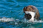 Northern Steller sea lion Eumetopias jubatus close-up eating a halibut in Southeastern Alaska, USA  MORE INFO: This is the second largest of all pinnipeds in North America, with males reaching a length of over 10 feet and 2, 000 pounds while the females a