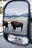 Buffalo Bison bison herd causing traffic delays in Yellowstone National Park, Wyoming, USA