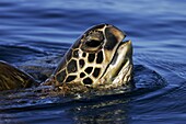 Adult Green Sea Turtle Chelonia mydas surfacing to breath off the coast of Maui, Hawaii, USA  Paific Ocean