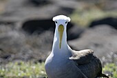 Adult waved albatross Diomedea irrorata on Espanola Island in the Galapagos Island Group, Ecuador  Pacific Ocean  This species of albatross is endemic to the Galapagos Islands