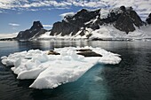 Adult crabeater seals Lobodon carcinophaga hauled out on an ice floe near Bertheloth Island, near the Antarctic Peninsula