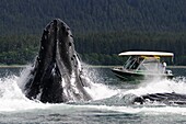 Humpback Whales Megaptera novaeangliae co-operatively bubble-net feeding near whale watching boat note the herring jumping to get away inside the whales mouth in Stephen´s Passage, Southeast Alaska, USA  Pacific Ocean
