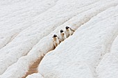 Adult gentoo penguins Pygoscelis papua going and returning from sea to feed along well-worn ´penguin highways´ carved into the snow and ice in Neko Harbour in Andvord Bay, Antarctica  These ´highways´ form in late spring as penguins repeatedly walk the sa
