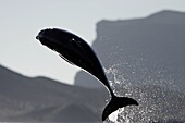 Adult Bottlenose Dolphin Tursiops truncatus gilli leaping in the upper Gulf of California Sea of Cortez, Mexico
