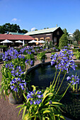 Sweden, Göteborg, Gothenburg, Garden Society Park, flowers