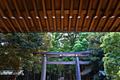 A large Tori gate made from hinoki Japanese cypress wood and featuring the Imperial Chrysanthemum Crest stands outside the central sanctuary on the gravel path to the Treasure Museum of Meiji-Jingu Shrine, located in the Shibuya district of Tokyo, Japan.
