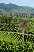 France, 68, Landscape in Alsace, vineward in Ammerchwihr