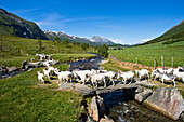 Norway-June 2009 More Og Romsdal Province Herd