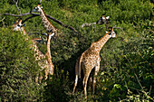 Africa, North-East District, Chobe National Park, giraffes (Giraffa camelopardalis)