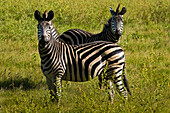 Africa, Zimbabwe, North Matabeleland province, Hwange National Park, Zebras (Equus burchellii)