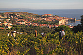 France, Languedoc Roussillon, Pyrénées Orientales (66), Collioure, village and vineyard