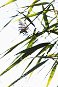 Reeds in the wind