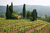 France, Languedoc-Roussillon, Aude, Saint Hilaire, Vineyards