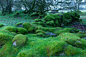 Dartmoor National Park, Devon, England, mossy ruins