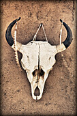 Cow Skull, Taos, New Mexico, USA