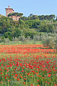 Poppy Field, Tuscany, Italy