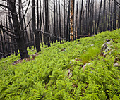 Fern, burnt tree trunks, fog, Polso, Madeira, Portugal
