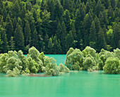 Willow trees on Lago di Pieve di Cadore, Veneto, Italy