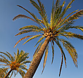 Palm trees, Port de Soller, Soller, Majorca, Spain