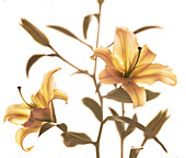 Lilium stargazer with the white background, Philippines