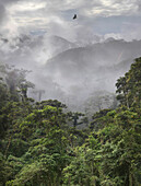 Philippinischen Adler über den tropischen Regenwald mit Bergen im Nebel fliegend, Banaue, Ifugao, Insel Luzon, Philippinen