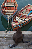 Seelöwe und Fischerboote an einem Steg im Hafen, Iquique, Tarapaca, Chile, Südamerika