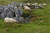 Schafe auf der Alm, Majadas Las Boblas, westliche Picos de Europa, Parque Nacional de los Picos de Europa, Picos de Europa, Provinz Asturias, Principado de Asturias, Asturien, Nordspanien, Spanien, Europa
