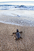 Unechte Karettschildkröte, frisch geschlüpftes Jungtier, Caretta caretta, lykische Küste, Mittelmeer, Türkei